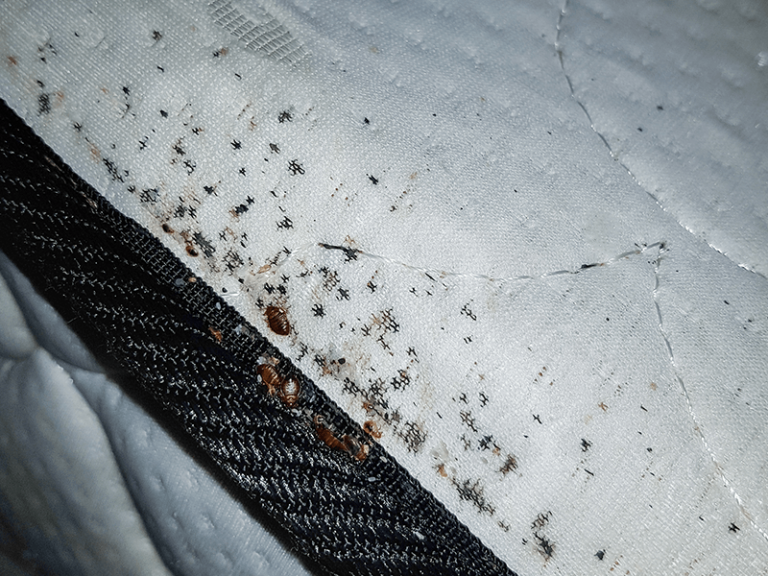 How To Spot A Bed Bug Infestation During Home Inspections | Inspect-It 1st